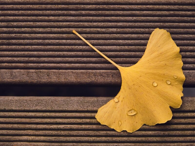 Terrasse feuille rosée Ar-Ti Agencement menuiserie agencement sur mesure Bazouges-la-Pérouse Saint-Malo Avranches Fougères Combourg